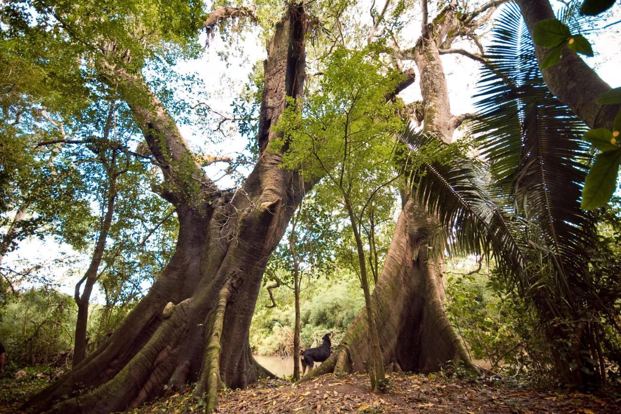 Lower Dover Jungle Lodge & Maya Ruins Unitedville Bagian luar foto